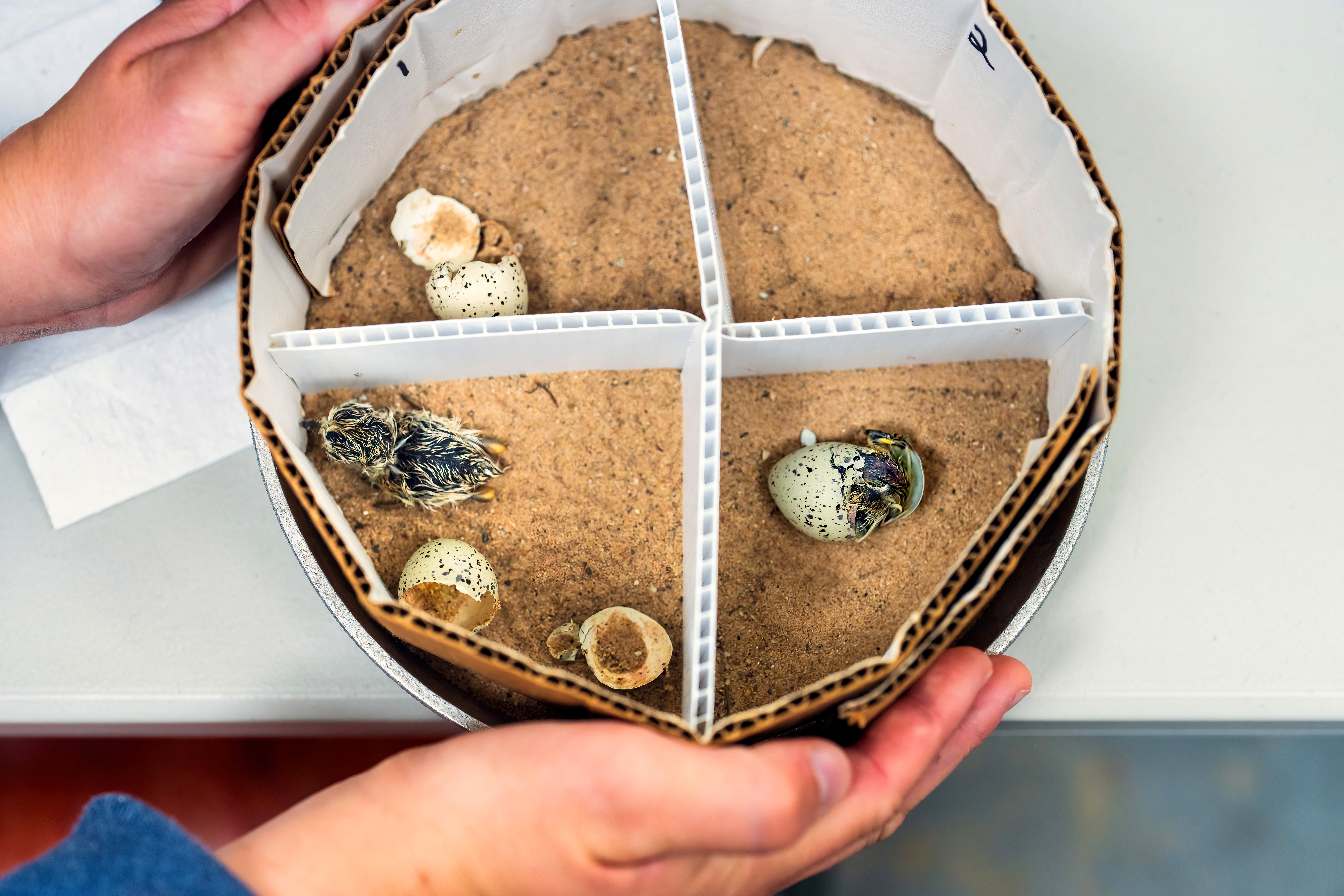 A circular cardboard enclosure, divided into quadrants and lined with sand, used to hatch Piping Plover chicks. One chick is actively breaking out of its shell while another has fully left its shell.